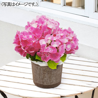 あじさい（ピンク）