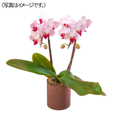 ミディ胡蝶蘭「リトルジェム」２本立ち