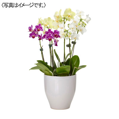 【限定10鉢】ミディ胡蝶蘭「カララ」６本立花色３色ＭＩＸ