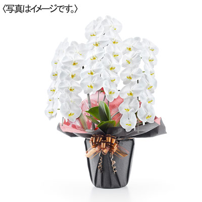 【限定10鉢】胡蝶蘭　白大輪３本立ち
