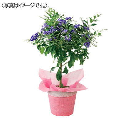 【限定10鉢】デュランタ宝塚