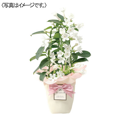 【限定30鉢】マダガスカルジャスミン