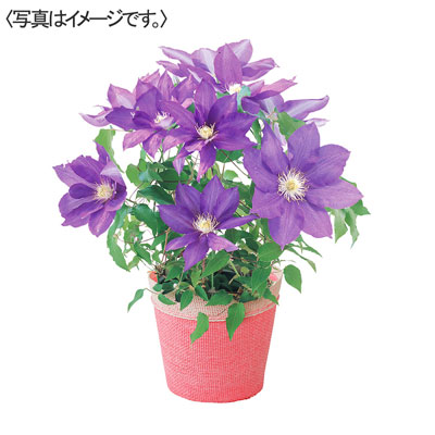 【限定10鉢】クレマチス