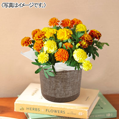 マリーゴールド