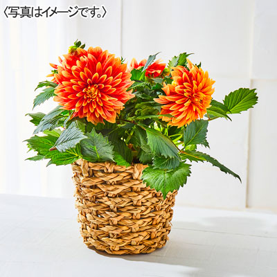 【限定100鉢】ダリア「ロザンナ」