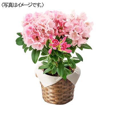 シャクナゲ（ピンク）