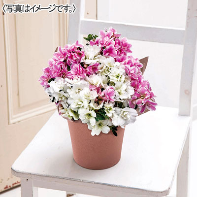 クルメツツジ２色植え