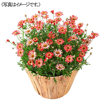 【限定30鉢】マーガレット「あんずな気持ち」