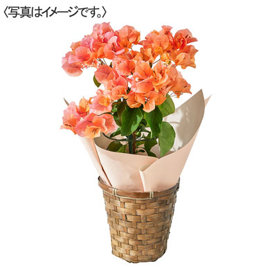 【限定100鉢】ブーゲンビリア　オレンジ