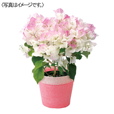 【限定10鉢】ブーゲンビレア「ピンクグラデーション」