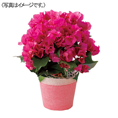 【限定10鉢】ブーゲンビレア「レッド」