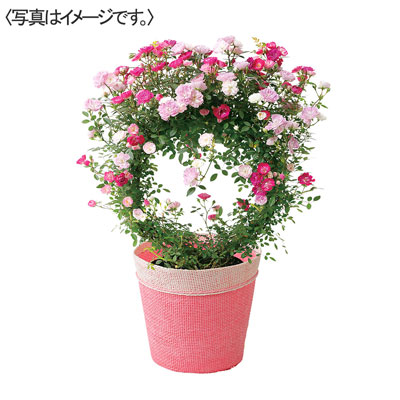 【限定10鉢】つるバラ２色ＭＩＸリング仕立て
