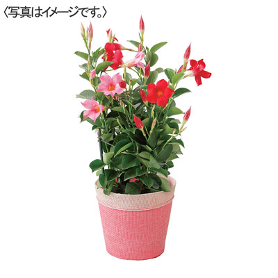 【限定10鉢】マンデビラ　リップギャル（２色ＭＩＸ）