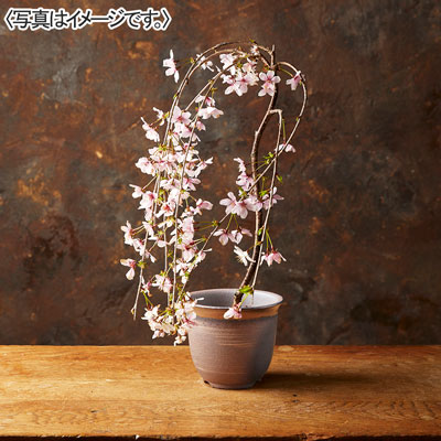 【限定100鉢】富士枝垂れ桜