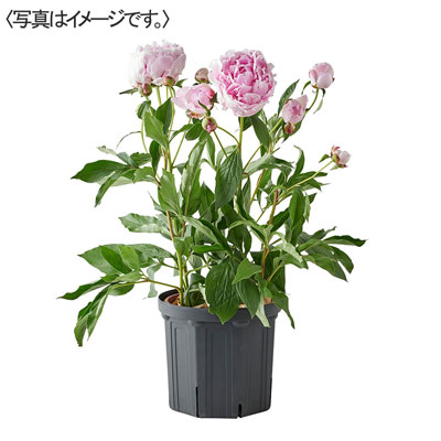 【限定50鉢】シャクヤク「サラ　ベルナール」